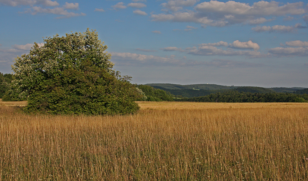 Auf dem Lochen 2