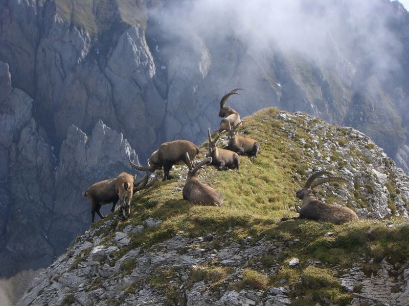 Auf dem Lysengratweg wilde Steinböcke (Säntis)