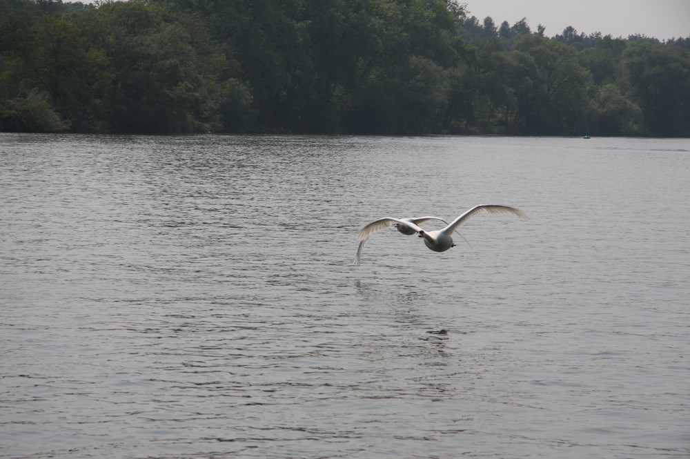 Auf dem Main bei Hanau