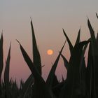 auf dem Maisfels - mit Vollmond