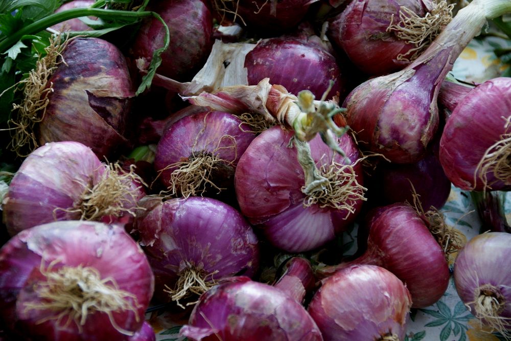 Auf dem Markt in Ceret