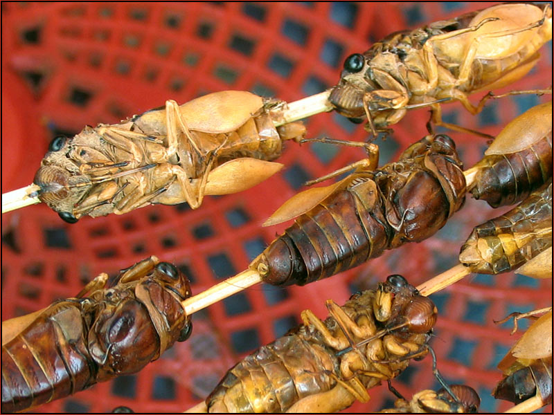 auf dem Markt in Laos II