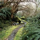 Auf dem Milford Track