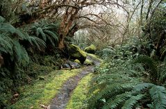 Auf dem Milford Track