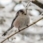 auf dem mit Schnee bedeckten dünnen Zweig  .....