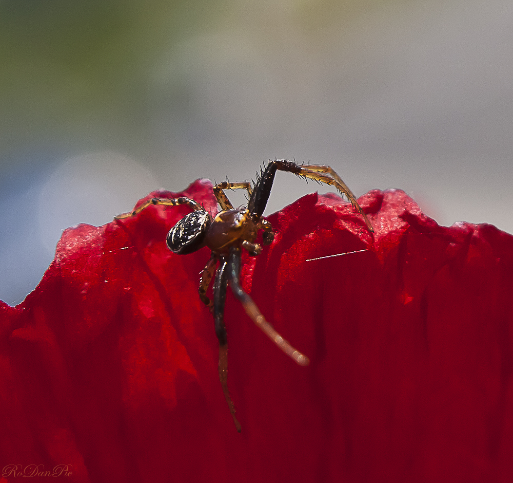 Auf dem Mohn