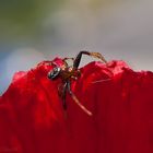 Auf dem Mohn