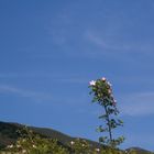 auf dem Monte Strega - (mit Greifvogel:-)))