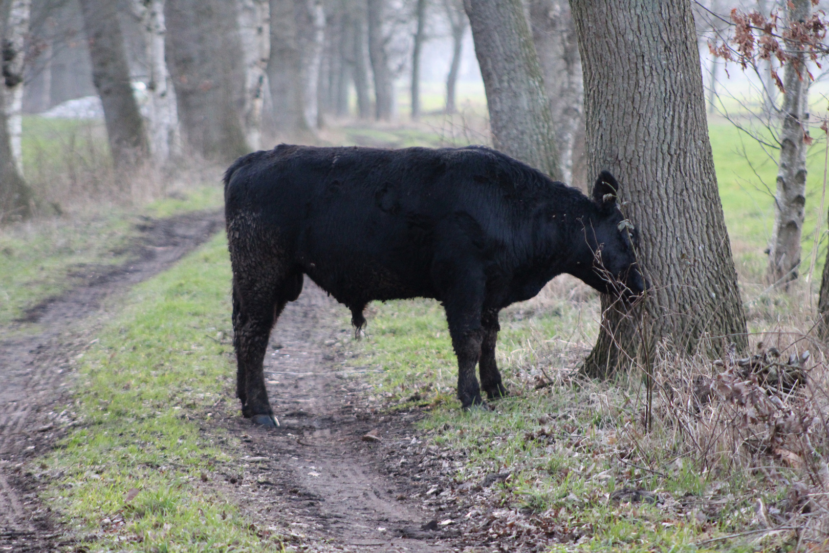 auf dem Moorweg ...