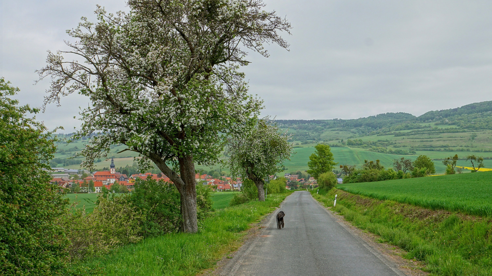 Auf dem Nach-Hause-Weg (en camino a casa)