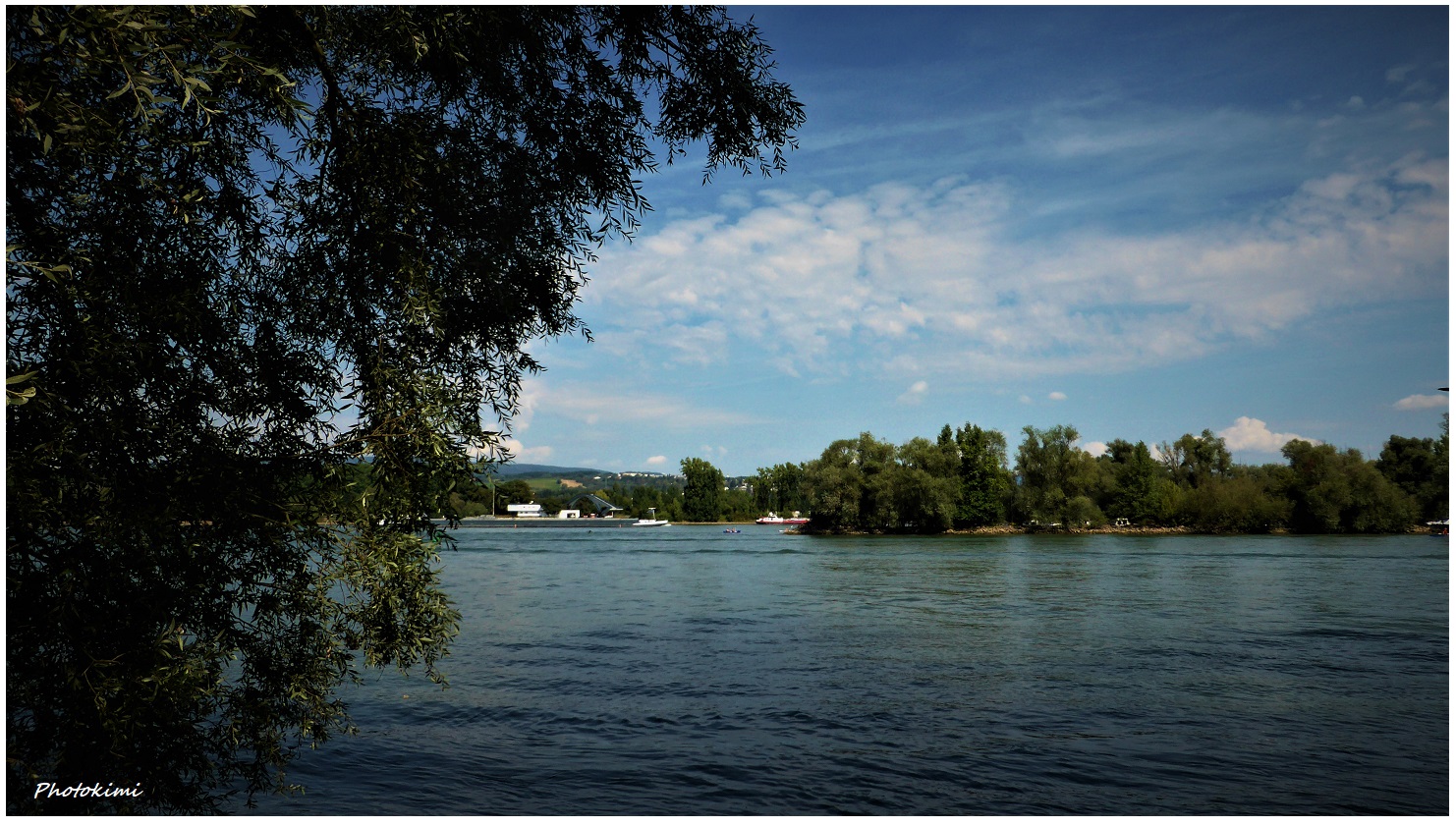 Auf dem Naturschutzgebiet am Rhein (IV)