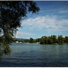 Auf dem Naturschutzgebiet am Rhein (IV)