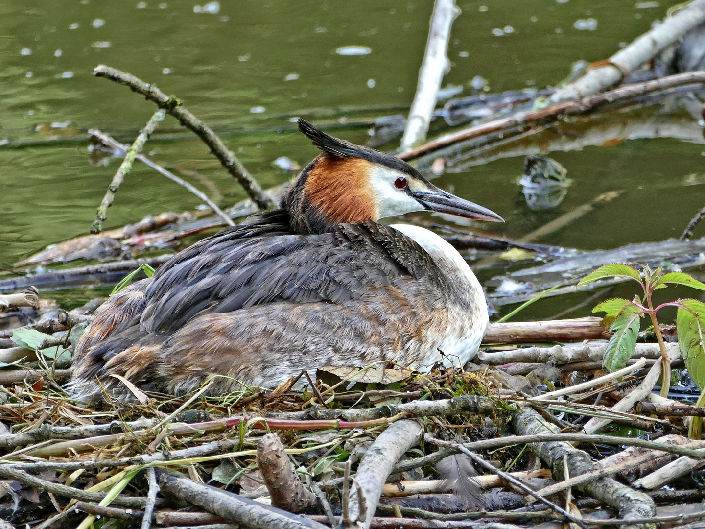 Auf dem Nest