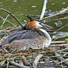 Auf dem Nest