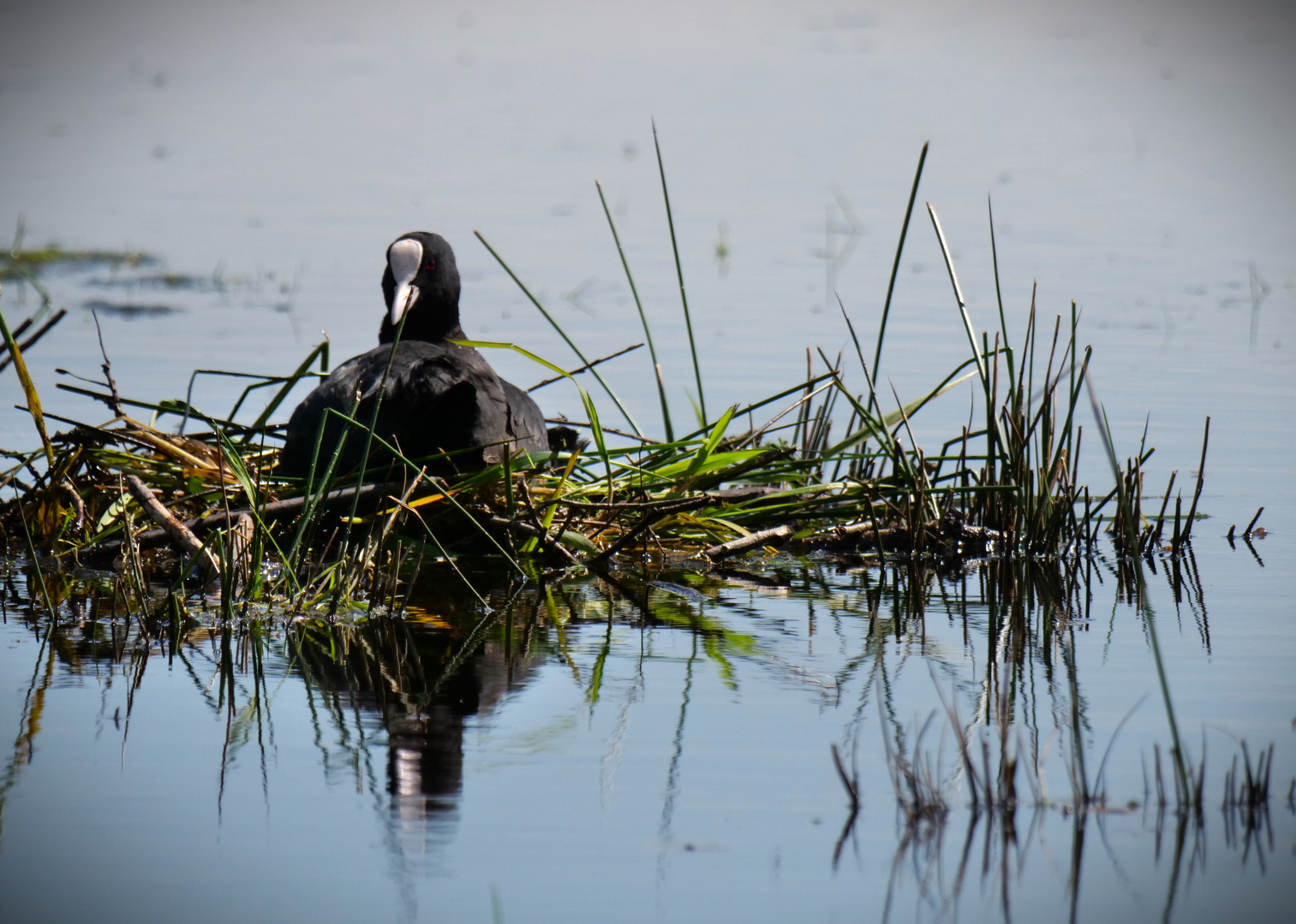 auf dem Nest