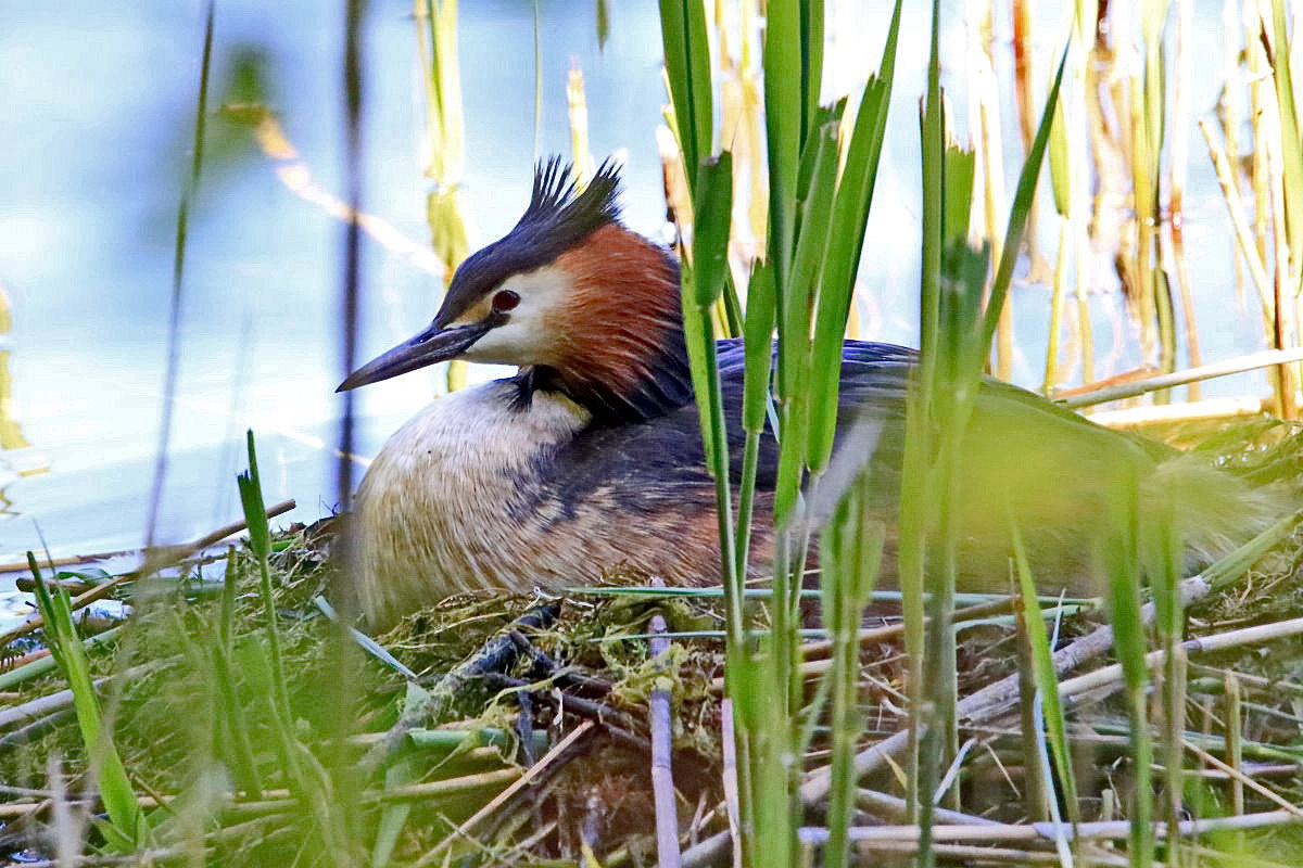 auf dem Nest...