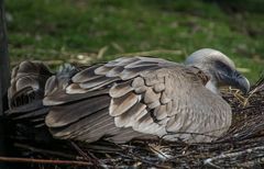 Auf dem Nest