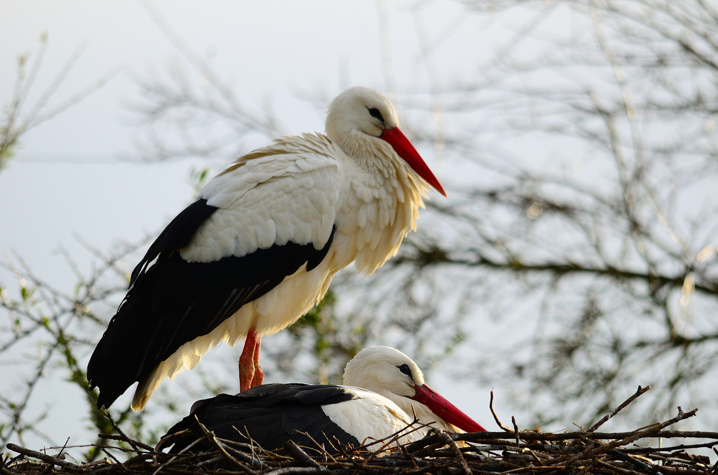 Auf dem Nest!