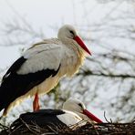 Auf dem Nest!