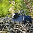 Auf dem Nest