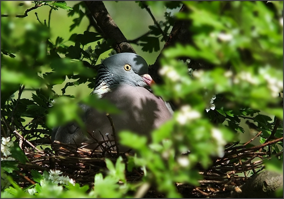 Auf dem Nest