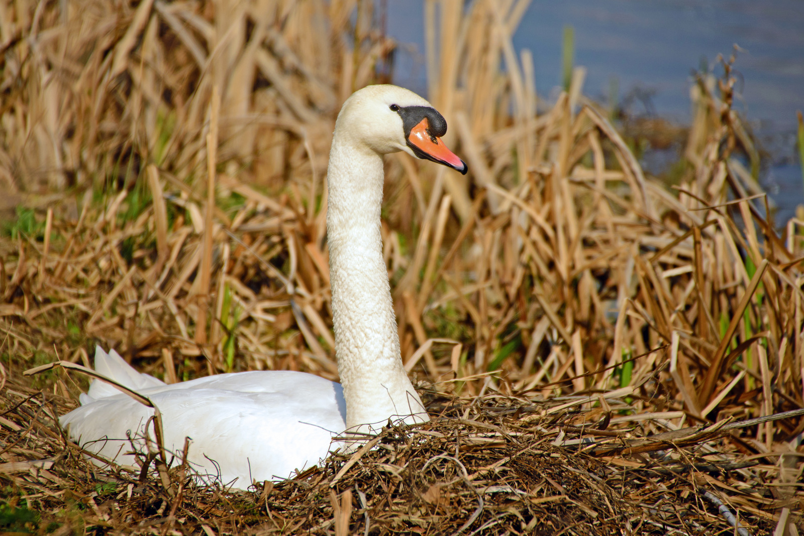 Auf dem Nest.