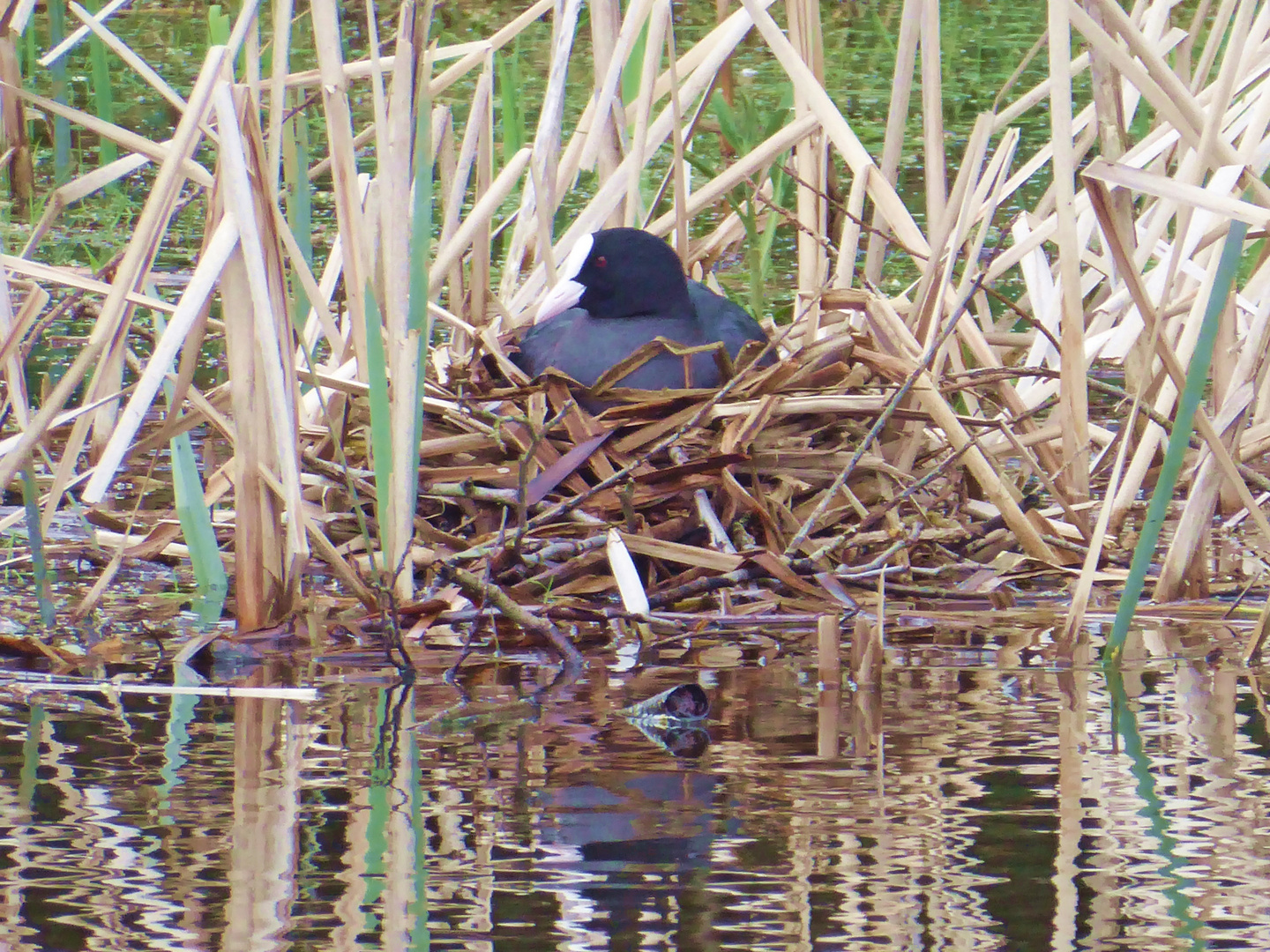 auf dem Nest