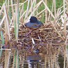 auf dem Nest