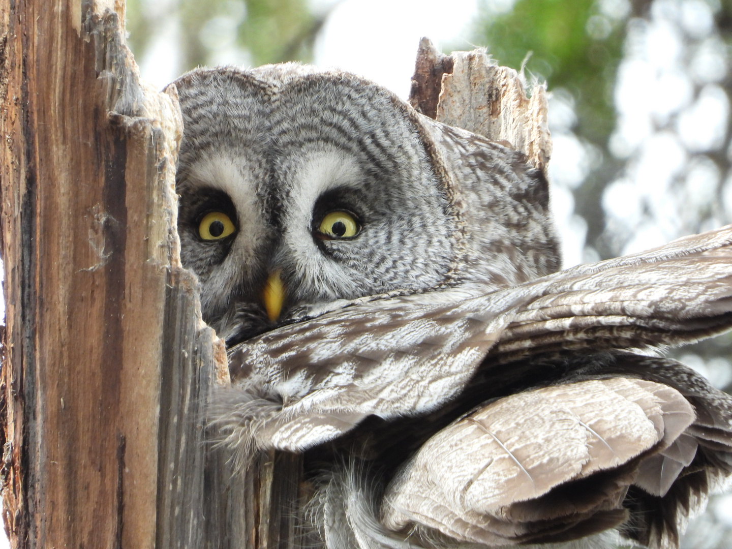 Auf dem Nest