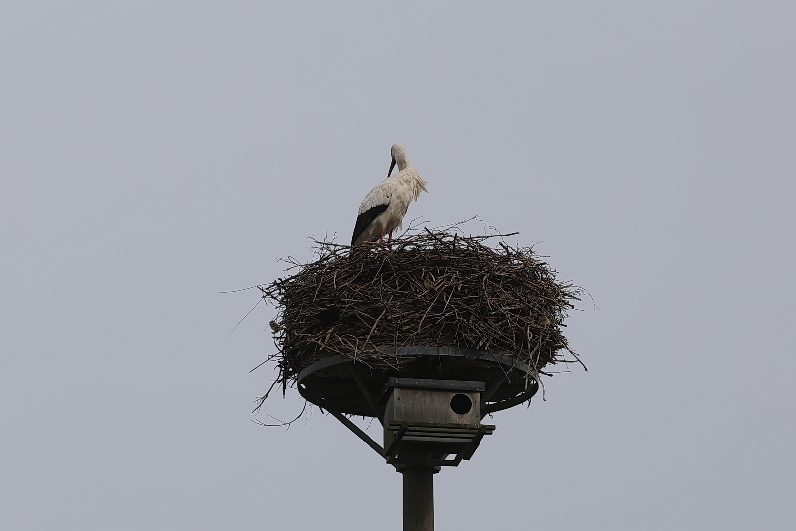 Auf dem Nest