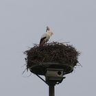 Auf dem Nest