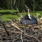 Auf dem Nest