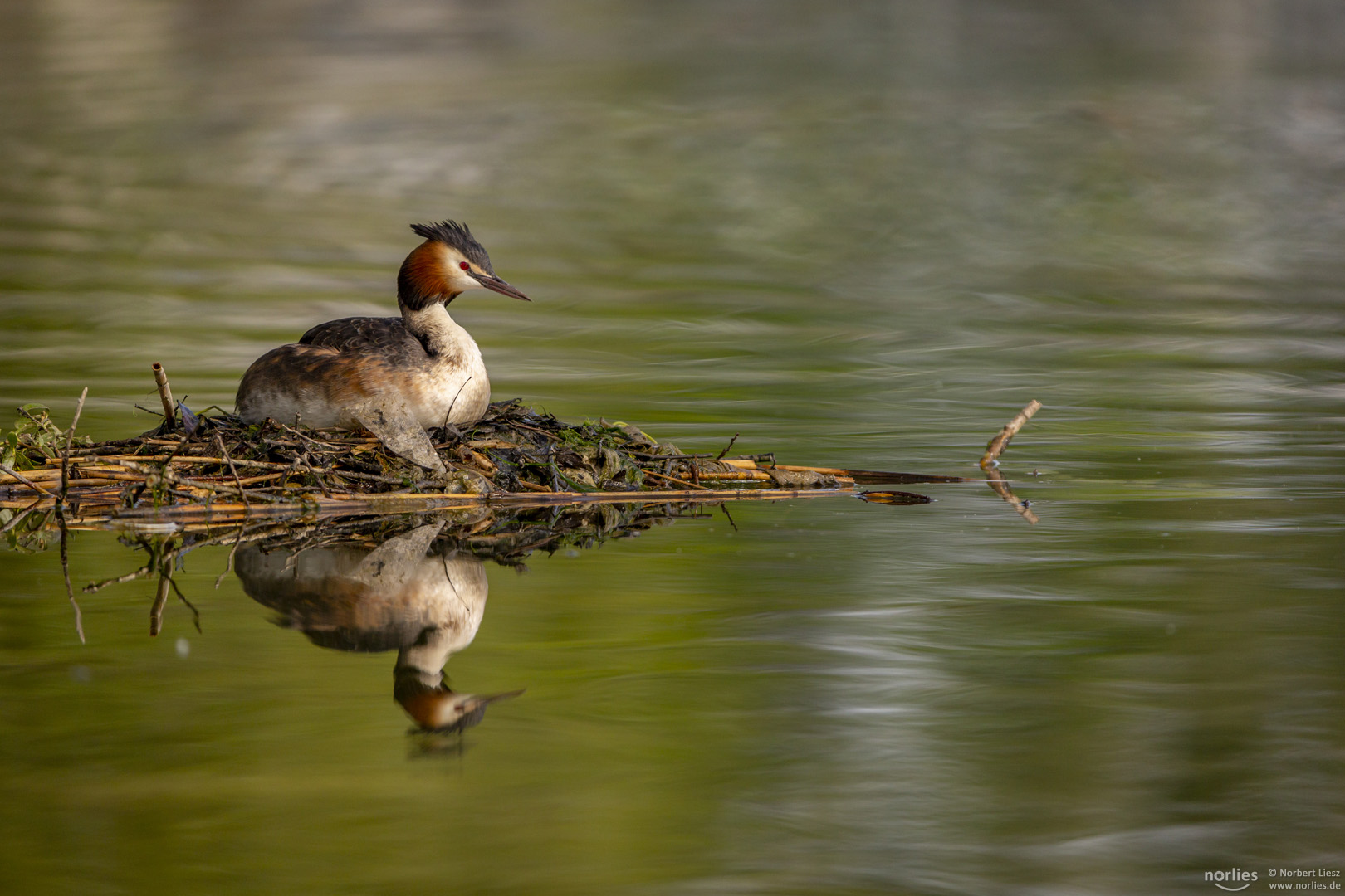 Auf dem Nest