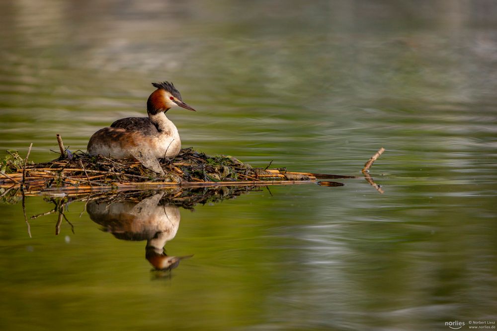 Auf dem Nest