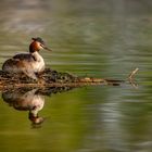 Auf dem Nest