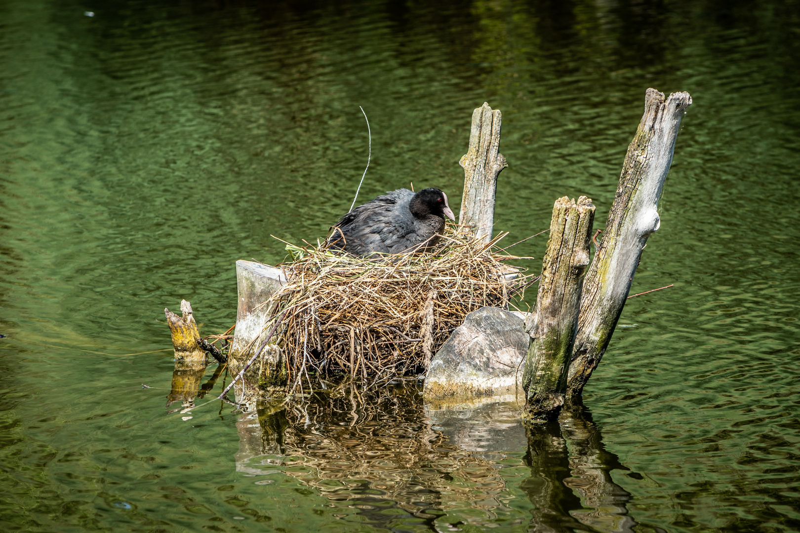 Auf dem Nest