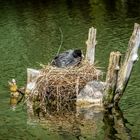 Auf dem Nest