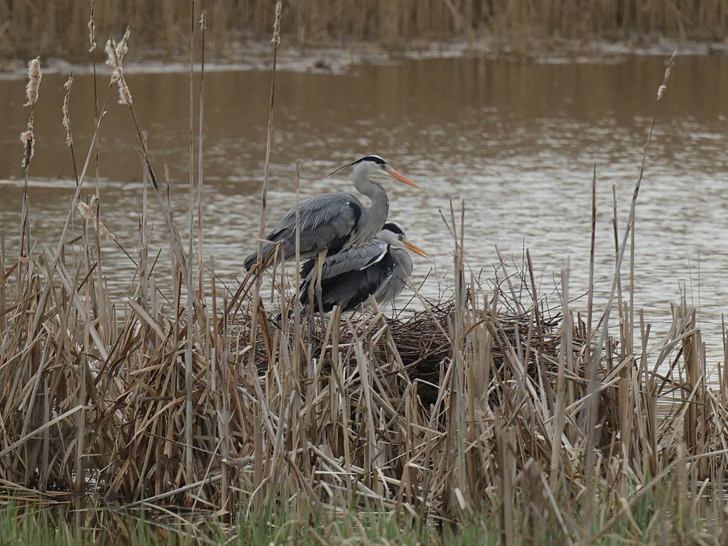 Auf dem Nest