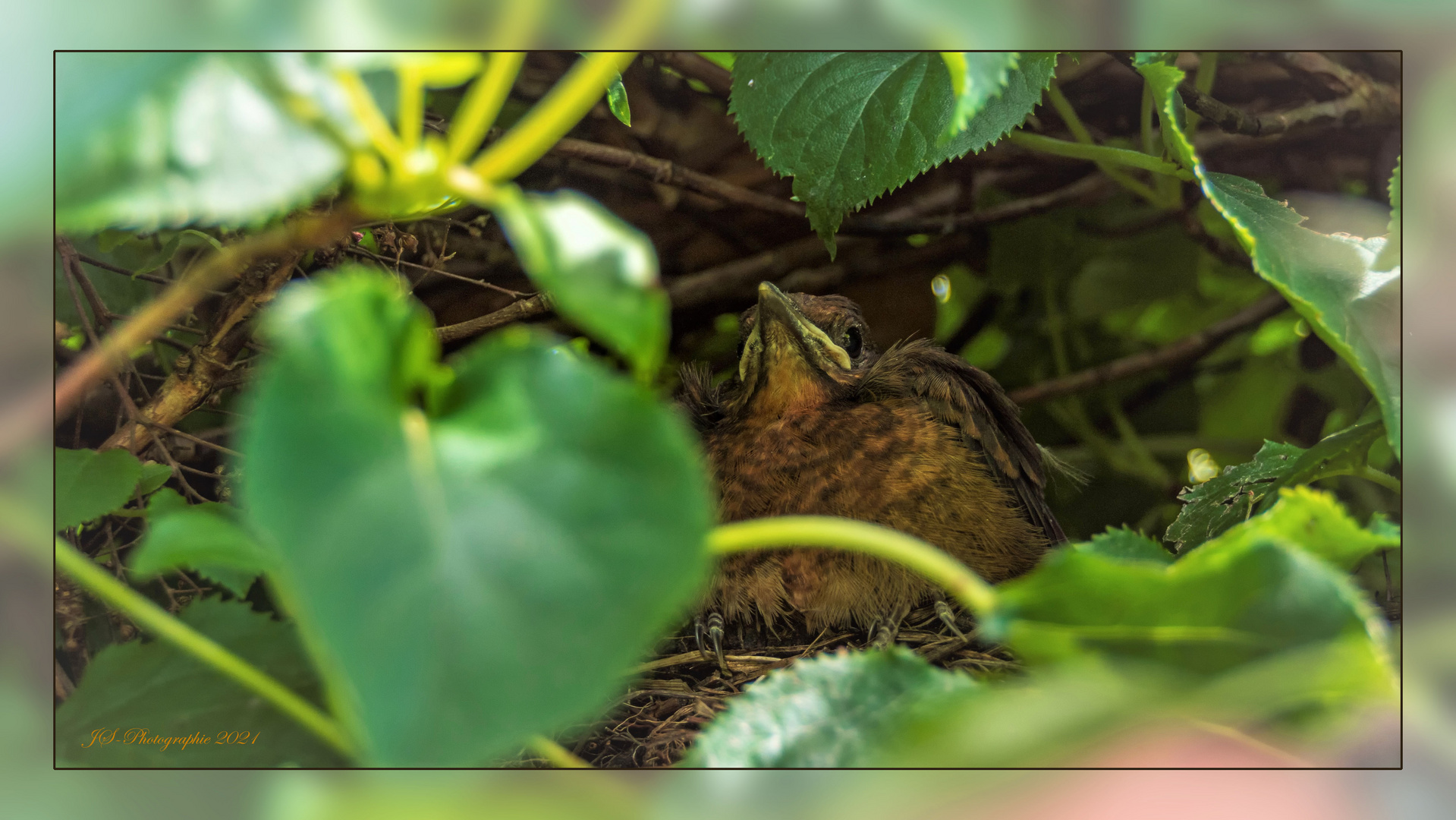 Auf dem Nest-Rand