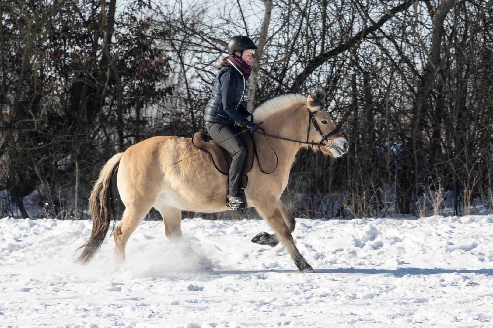 Auf dem Norwegerpferd im Schnee