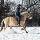 Auf dem Norwegerpferd im Schnee