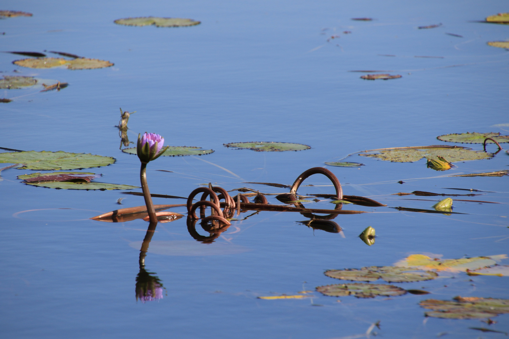 auf dem Okavango