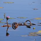 auf dem Okavango