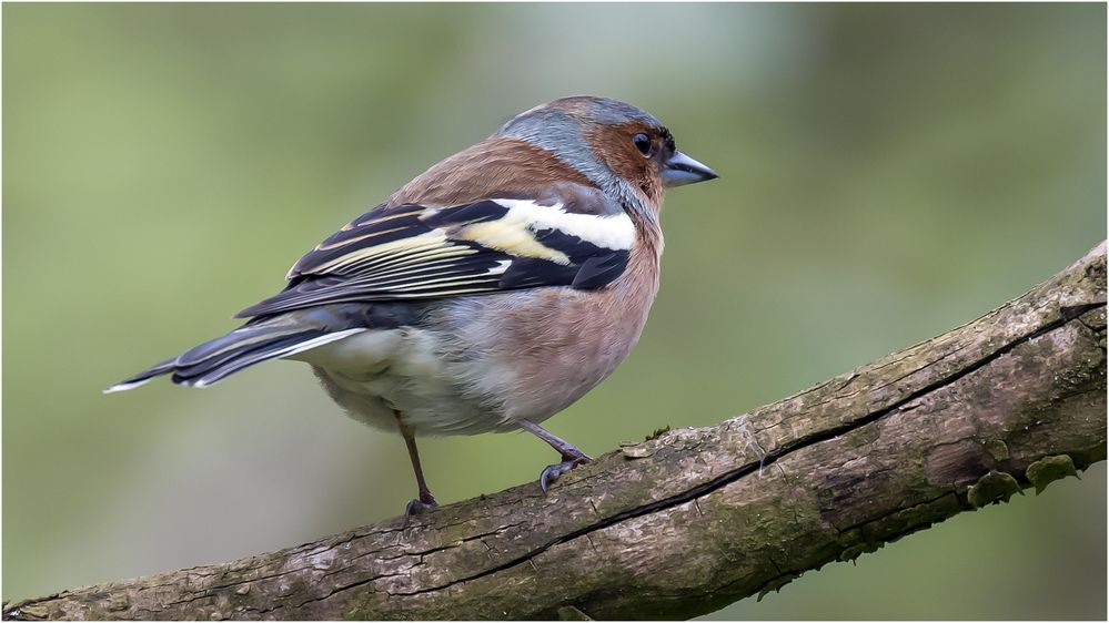 auf dem ollen Ast ..... Foto & Bild | natur, tiere, wildlife Bilder auf ...