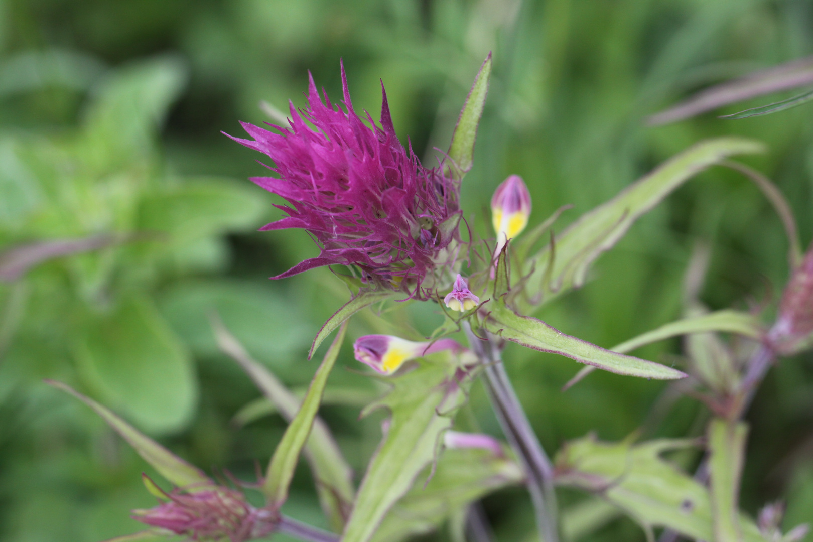 Auf dem Orchideenpfad in Bad Bellingen, Acker-Wachtelweizen (Melampyrum arvense)