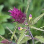 Auf dem Orchideenpfad in Bad Bellingen, Acker-Wachtelweizen (Melampyrum arvense)