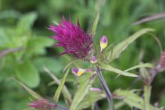 Auf dem Orchideenpfad in Bad Bellingen, Acker-Wachtelweizen (Melampyrum arvense)