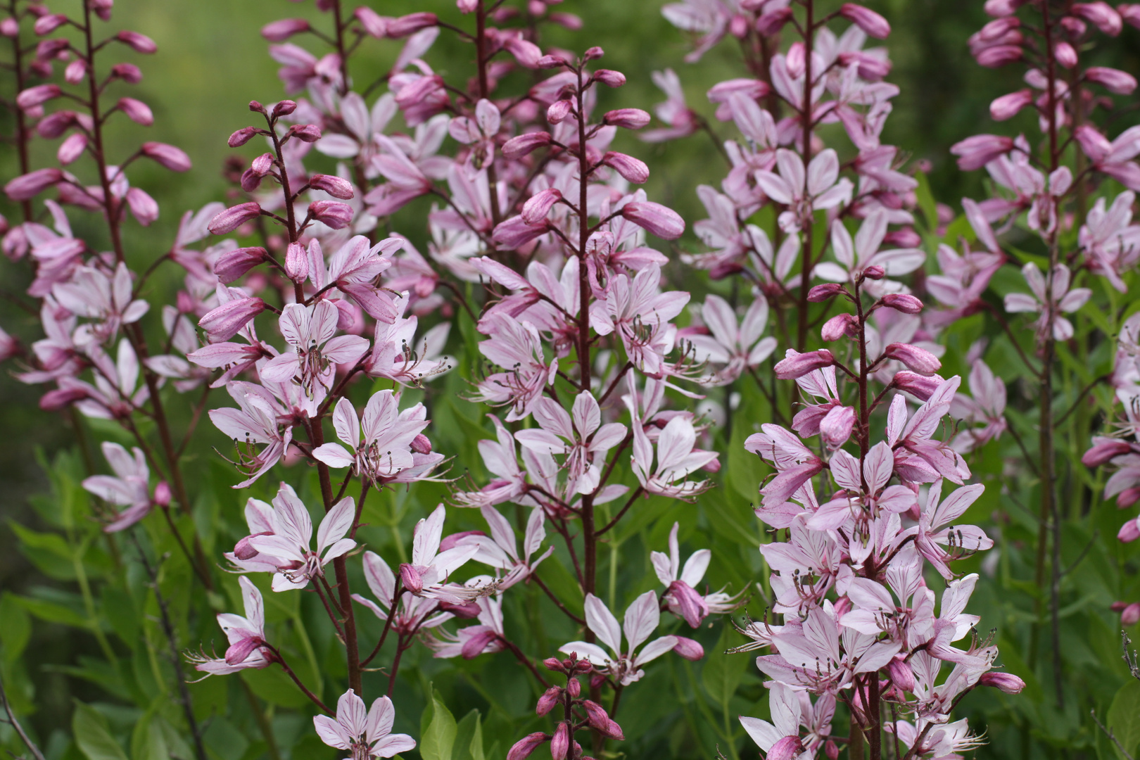 Auf dem Orchideenpfad in Bad Bellingen, Dictamnus albus (Schwarzwurz oder brennender Busch))