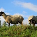 auf dem Ostedeich ... 