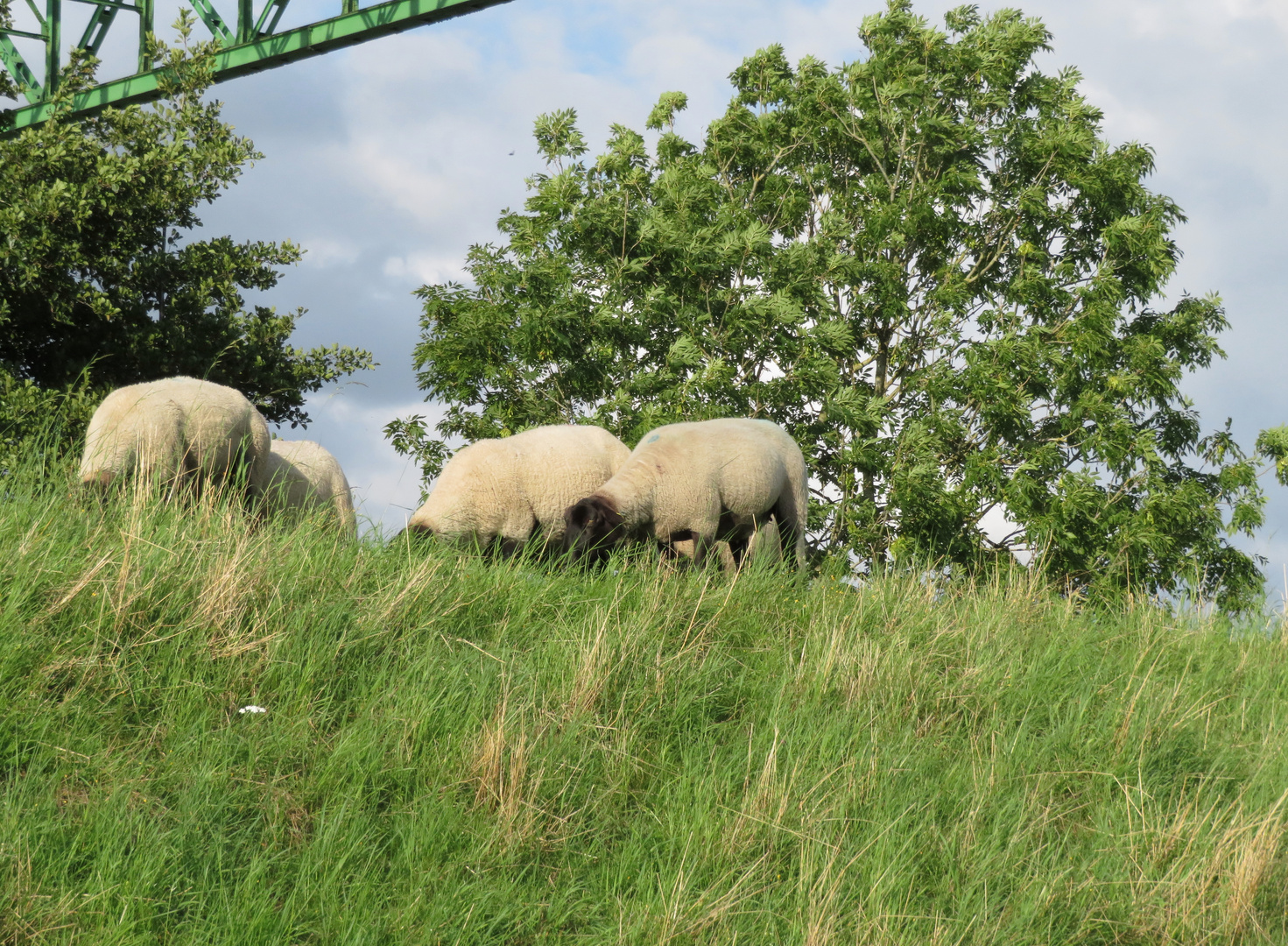 auf dem Ostedeich in Hemmoor 